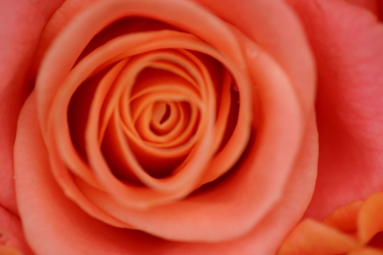 Conserva tu rosa preferida para siempre en una mezcla de resina.