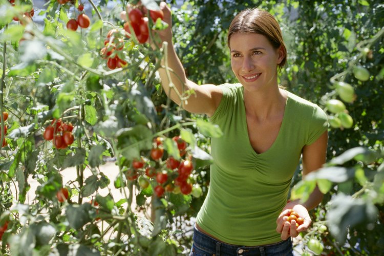 Planta de tomates.