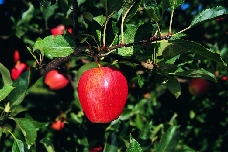 Las variedades más pequeñas de árboles y arbustos frutales requieren no más de unos pocos pies cuadrados de suelo.