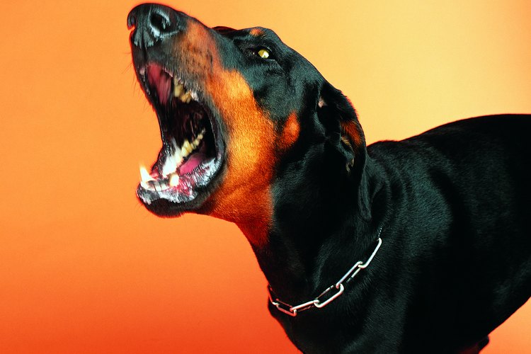 Un perro que ladra puede ser una molestia.