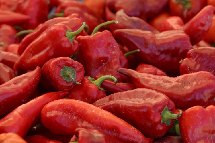 Capsicum annuum es la especie más conocida, extendida y cultivada del género Capsicum de la familia Solanaceae.