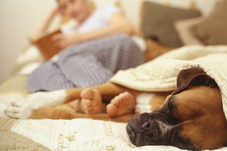 Llorar es un comportamiento normal para los perros.