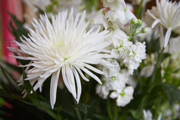 Se debe tener cuidado de no regalar flores blancas.
