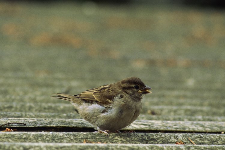 Mantén una estrecha vigilancia sobre el pájaro herido para que no revolotee a un rincón donde no se lo pueda alcanzar.