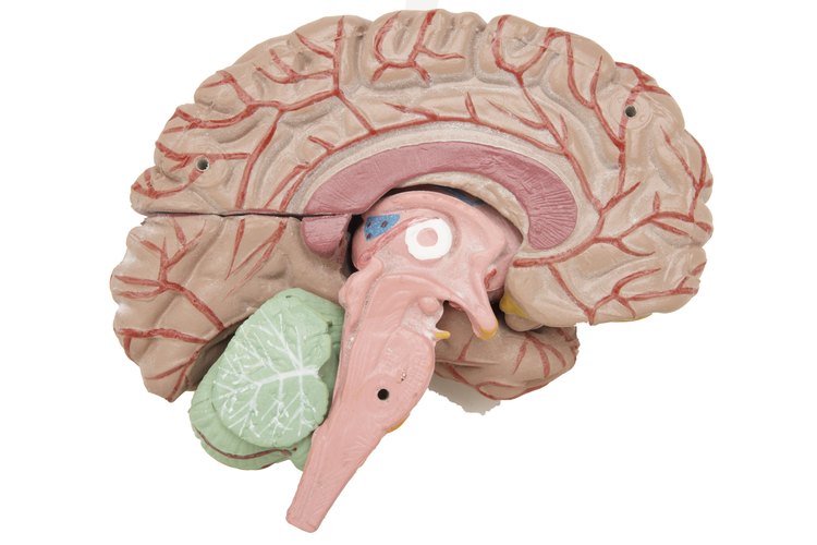 Aprender acerca del cerebro humano puede fascinar a tu hijo.