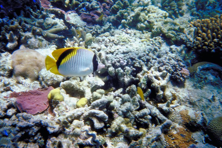 Los arrecifes de coral son ecosistemas biológicamente diversos amenazados por la pesca indiscriminada, la contaminación y el calentamiento global.