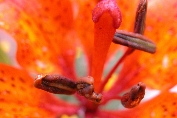 El polen se forma en las anteras, a menudo identificado fácilmente en el centro de la flor.