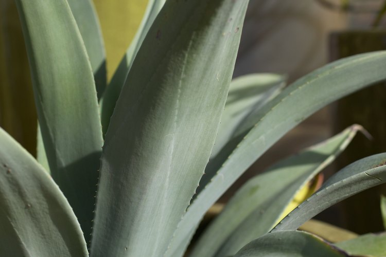El tequila se hace con la savia del agave azul.