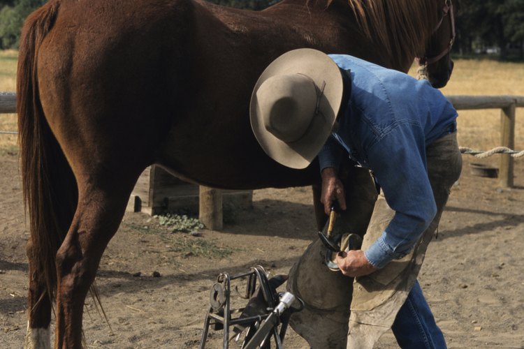 Los herradores pasan sus días trabajando con caballos.