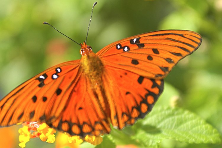 Las abejas, mariposas y otros polinizadores transportan el polen de una flor a otra.