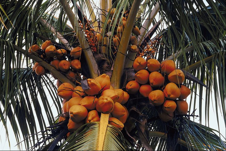 La cáscara amarilla en los cocos indica que aún están verdes.