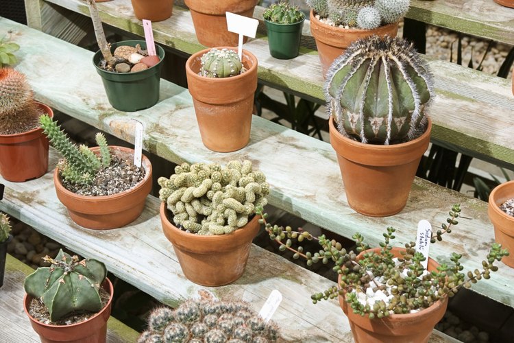 Los cactus pueden tener diferentes formas y tamaños.