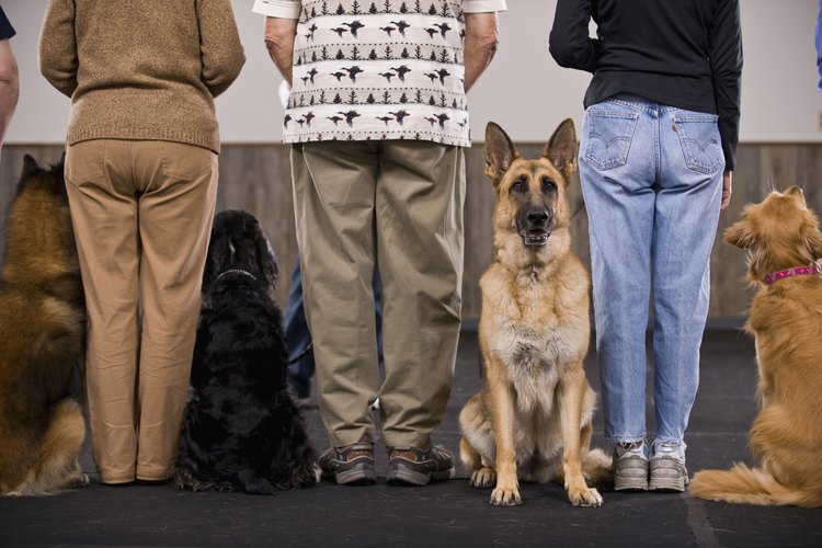 ¿Tu perro energético, inteligente podría estar listo para el entrenamiento?