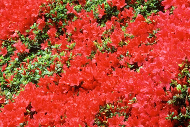 Las azaleas que repiten la floración extienden la "temporada de azalea" desde la primavera hasta el otoño.