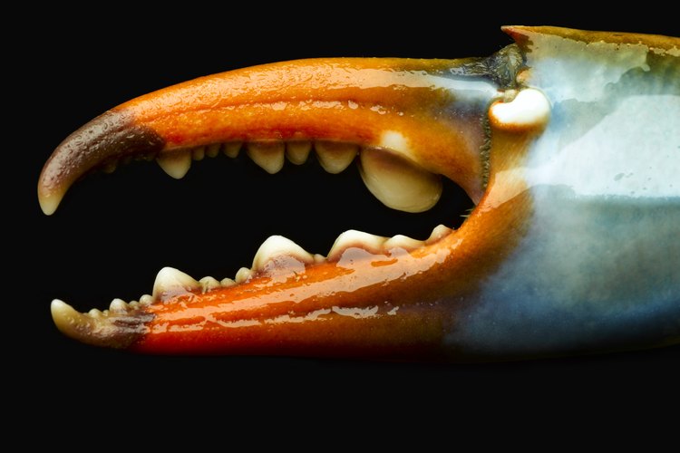 Usa guantes de cuero para manipular los cangrejos y evitar que te pellizquen con sus garras.