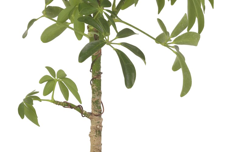 Plantas que viven en suelos ácidos.