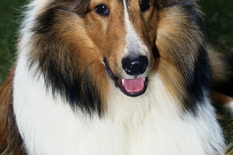 Mantener al collie dentro de casa resultará en pérdidas de pelo todo el año.