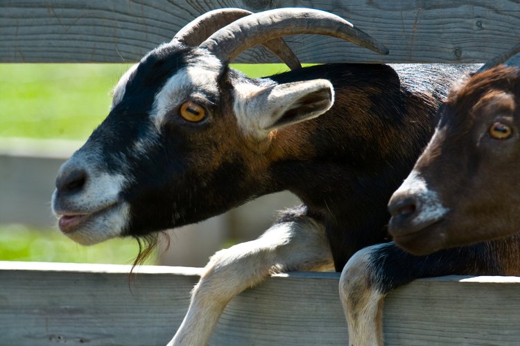 La cabra es un animal versátil que ha sido domesticado por siglos.