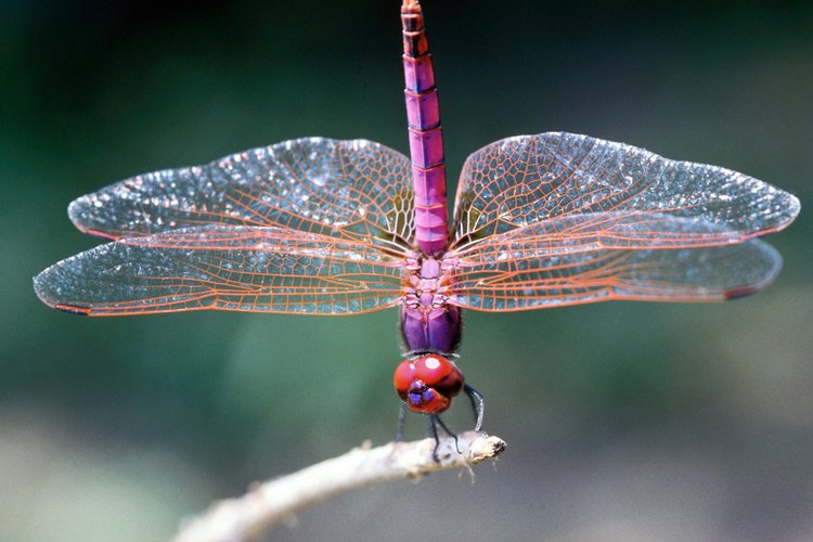 Las libélulas son tan ágiles que capturan insectos al vuelo.