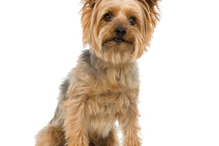 Las alergias son una causa común de conjuntivitis en los perros.