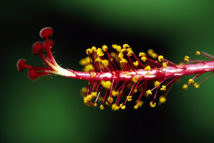 La polinización se produce ya sea con la ayuda del viento y animales, en los que el polen de una flor es transferido a otra.