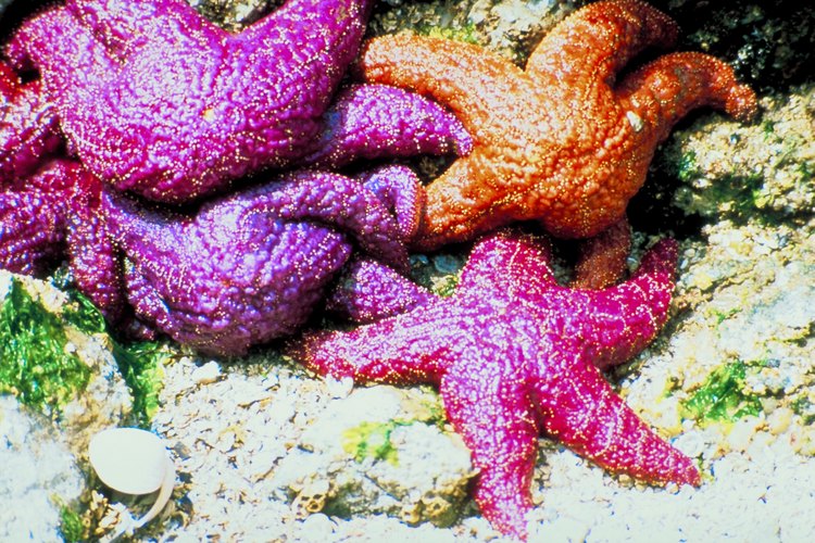 La mayoría de enfermedades y muertes de las estrellas de mar se atribuyen al transporte inapropiado y negligente.