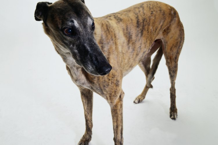 Los Galgos de las pistas de carreras pueden ser propensos a los problemas musculares y articulares.