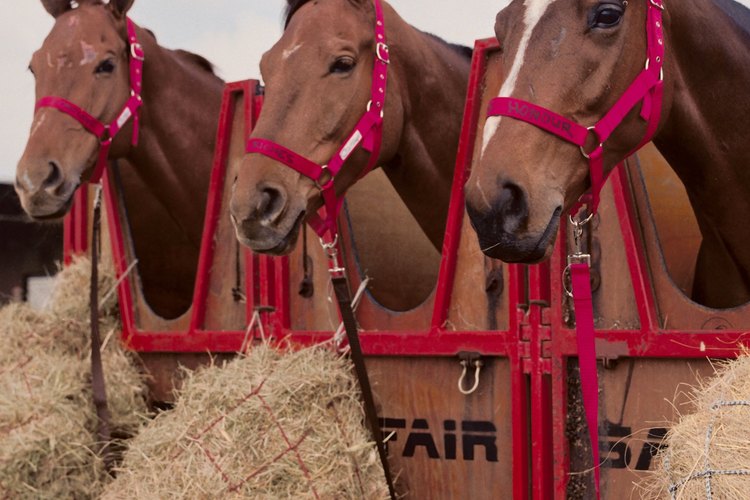 Los comederos de liberación lenta son buenos para tener caballos en espacios reducidos.