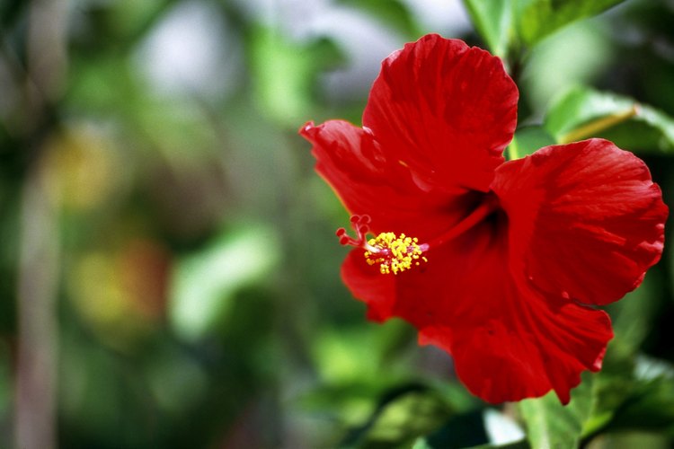El hibisco chino es el precursor del hibisco moderno tropical multicolor.