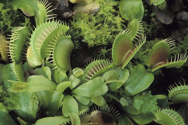 La Venus atrapamoscas es una planta carnívora.