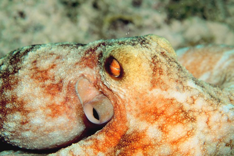 Un pulpo mantiene su tinta en un saco interno.