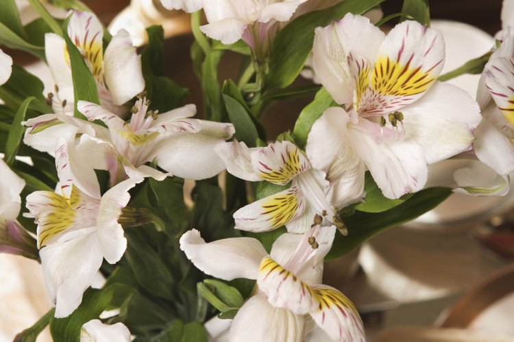 Las flores reciben su principal fuente de alimento de las hojas y el tallo de la planta.