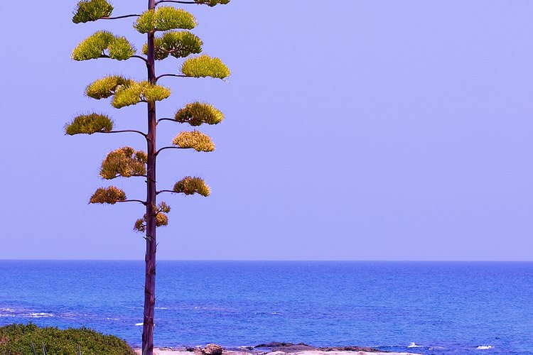 La inflorescencia enorme de un Agave americana.
