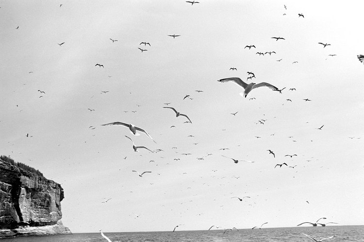 Las aves migratorias pueden "ver" el campo magnético de la Tierra.