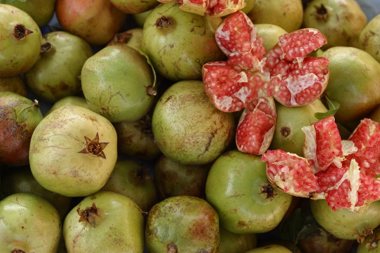 En la India, el granado da frutos (el bedana) crece silvestre y en las granjas de granada.