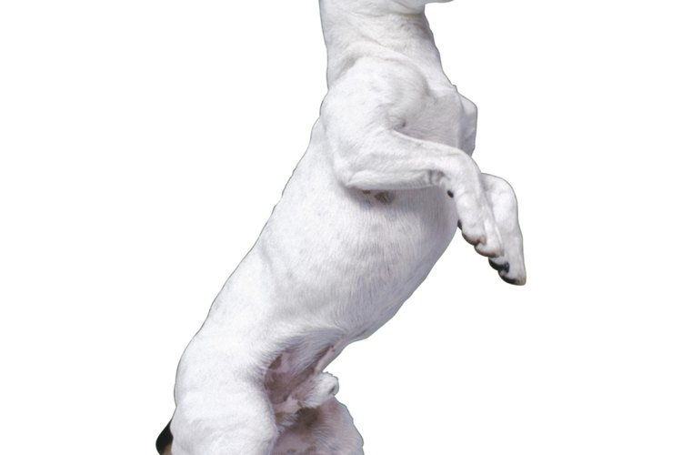 Enseña algunos trucos a tu perro.