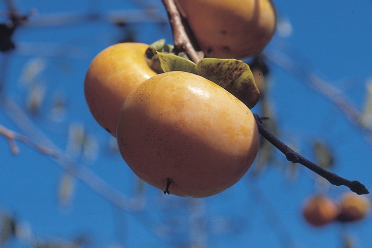Los caquis maduran después de que las hojas caen en otoño.