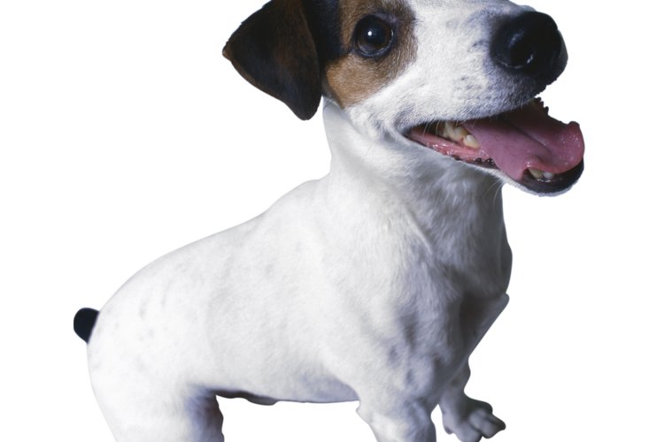 Cuida a tu perro.