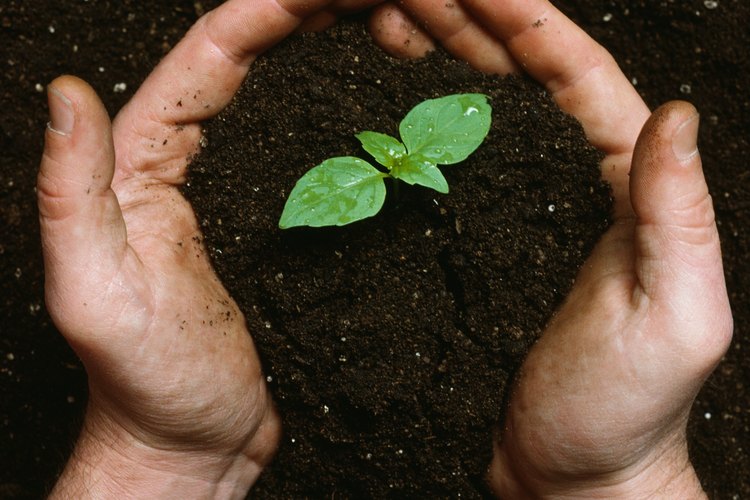Sobre el nitrógeno y el crecimiento de las plantas.