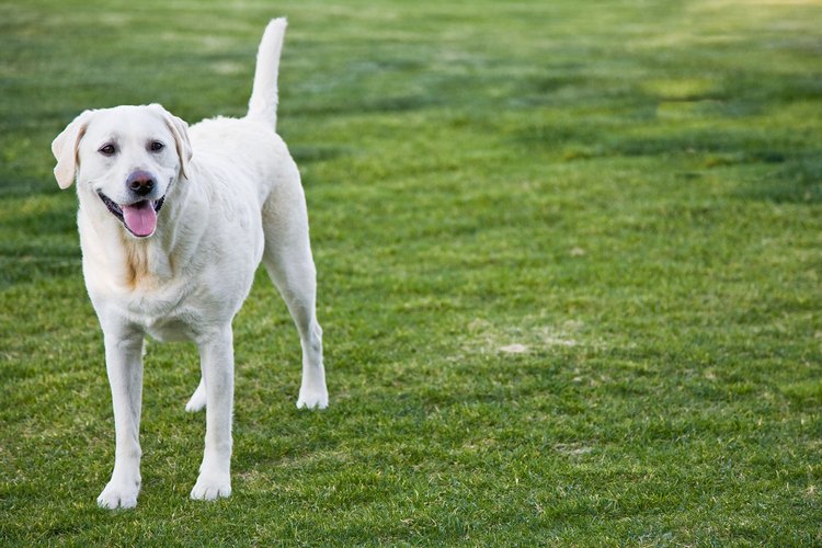 Los cuatro principales medicamentos para pulgas y garrapatas son Frontline, K9 Advantix, Sentinel y Comfortis.