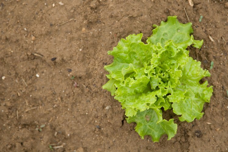 Las plantas de lechuga comienzan a deteriorarse a los 80 a 85 grados Fahrenheit (27 a 29 grados centígrados).
