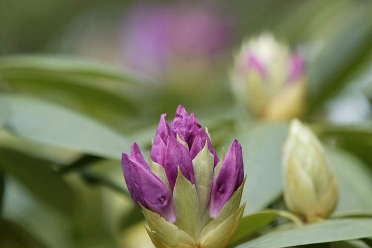 Cómo podar los rododendros.