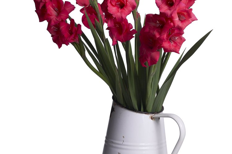 Las orquídeas, tales como cymbidiums, casi no requieren atención al cultivar en una playa del sur.