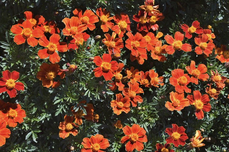 El apalachina es un arbusto de imperecedero con bayas de color rojo brillante.