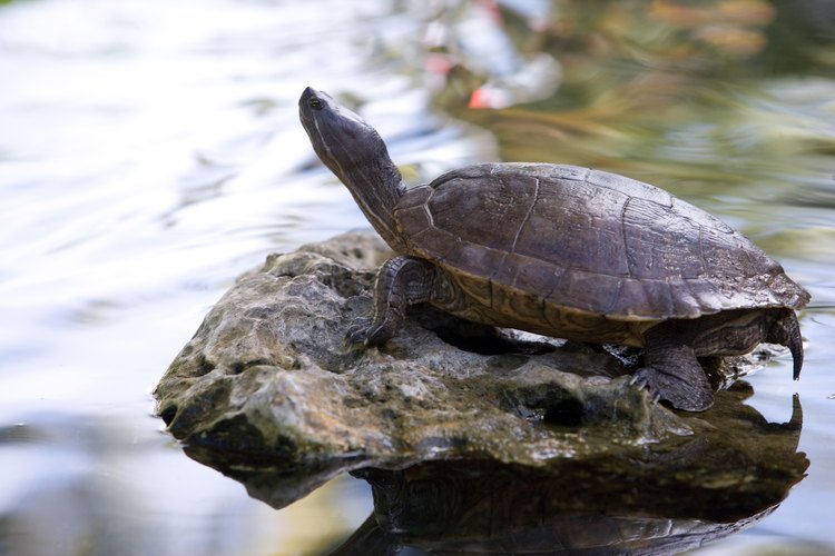 Hay muchas razas diferentes de tortugas en el mundo.