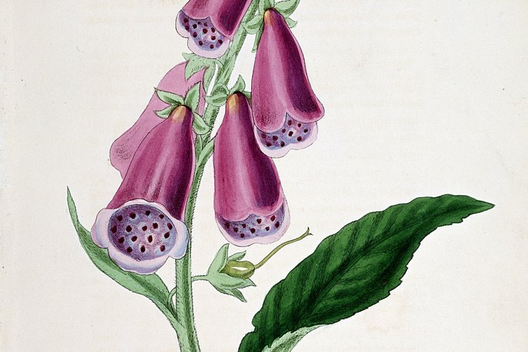 La planta dedalera es extremadamente tóxica.