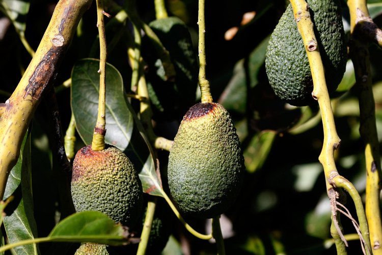 Hass es un tipo de árbol de aguacate que representa el 75 por ciento de los aguacates cultivados en California.