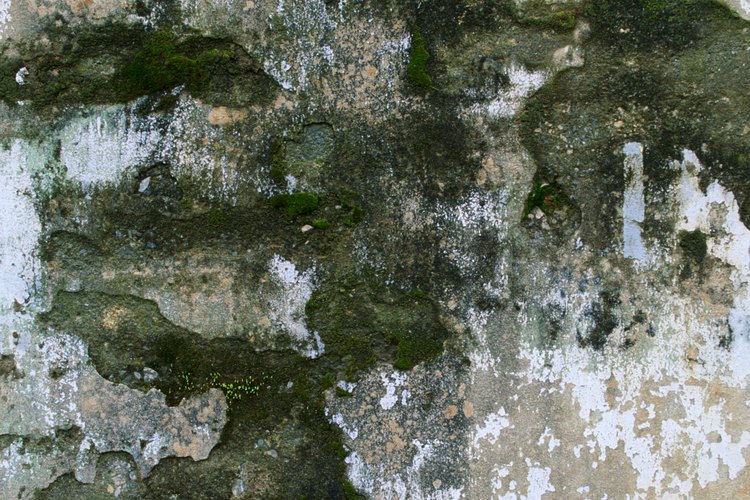 La mayoría de la coloración del moho es verde o negra.