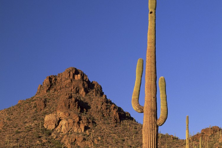 Sube al Sabino Canyon para pescar truchas.