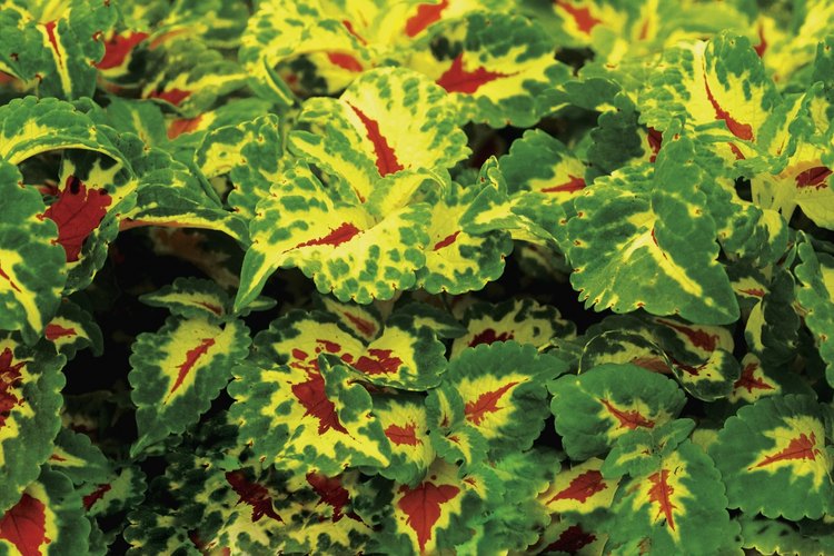 Las Coleus blumei tienen hojas de variados diseños.
